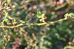 Rosa multiflora
