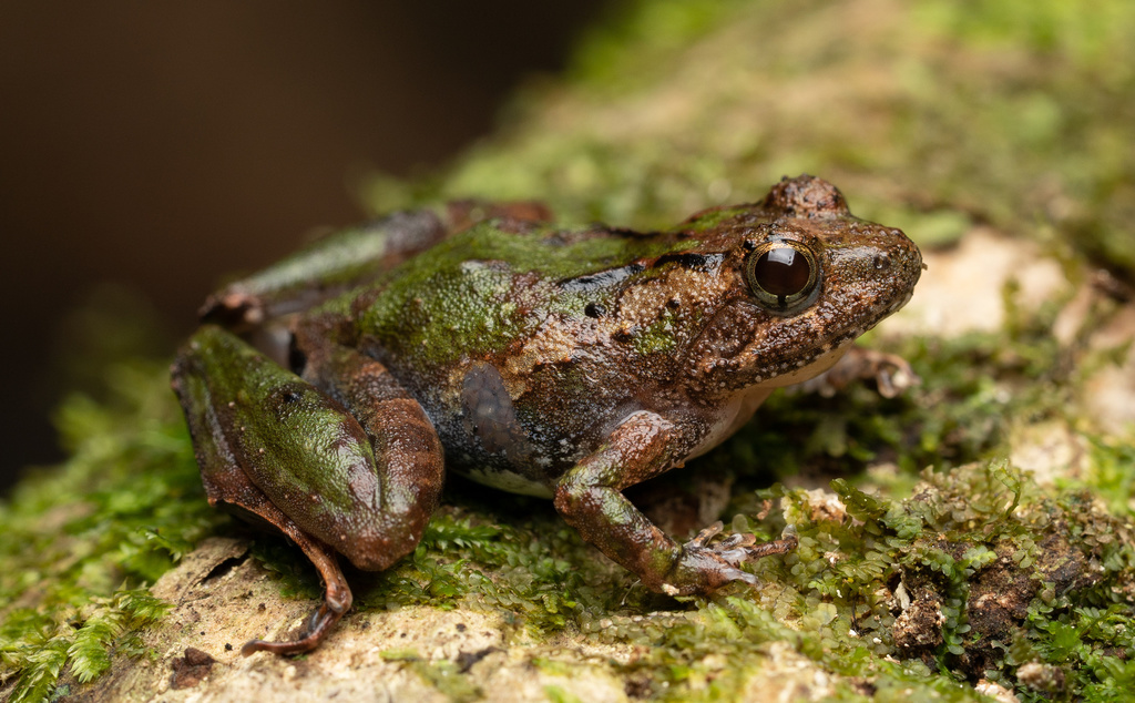 Allen's River Frog