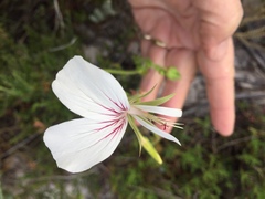 Pelargonium longicaule