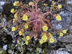 Aeonium glandulosum image