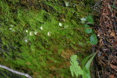 Pyrola chlorantha