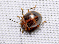 Corynomalus vestitus