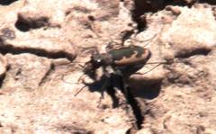 Austrocicindela