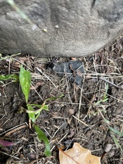 Velarifictorus micado