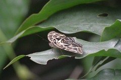 Catuna