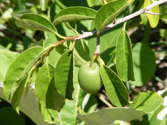 Ximenia caffra caffra