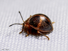 Corynomalus vestitus