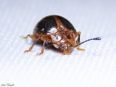 Corynomalus vestitus