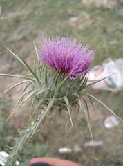 Onopordum macracanthum