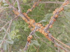 Ceroplastes irregularis