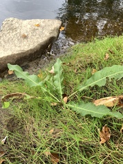 Rumex crispus