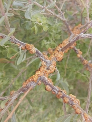 Ceroplastes irregularis