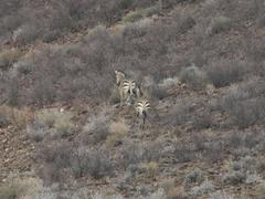 Equus zebra hartmannae