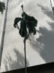 Aiphanes acanthophylla