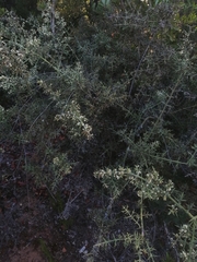 Colletia hystrix