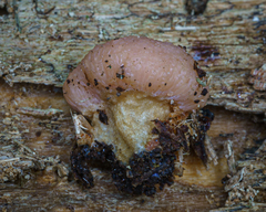 Tubifera microsperma