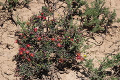 Mestoklema tuberosum