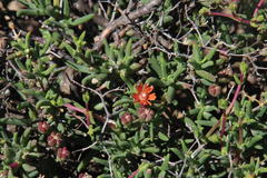 Mestoklema tuberosum