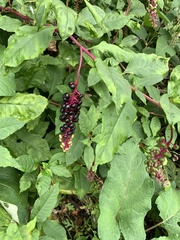 Phytolacca americana
