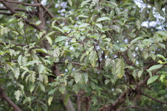 Ficus fistulosa