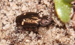 Tetragonoderus sericatus