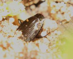 Tetragonoderus sericatus