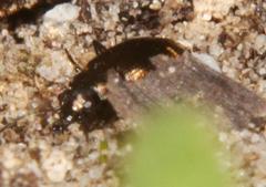 Tetragonoderus sericatus