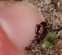 Tetragonoderus sericatus