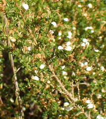 Aspalathus hispida albiflora