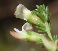 Aspalathus hispida albiflora
