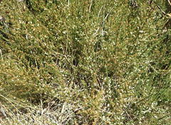 Aspalathus hispida albiflora