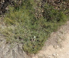 Aspalathus hispida albiflora
