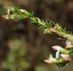Aspalathus hispida albiflora