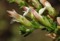 Aspalathus hispida albiflora