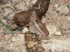 Adelpha corcyra corcyra