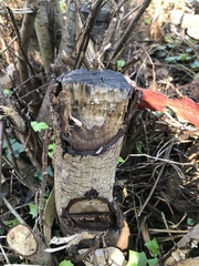 Phytophthora ramorum