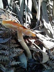 Amanita erythrocephala