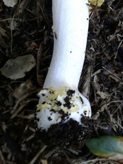 Amanita erythrocephala