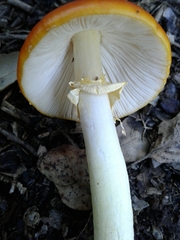 Amanita erythrocephala