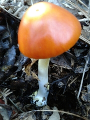 Amanita erythrocephala