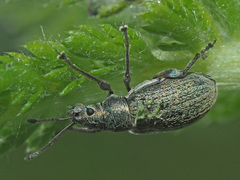 Phyllobius pyri