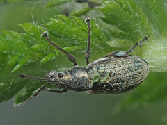 Phyllobius pyri