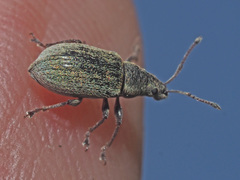 Phyllobius pyri