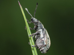 Phyllobius pyri