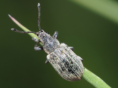 Phyllobius pyri