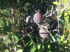Diospyros pallens