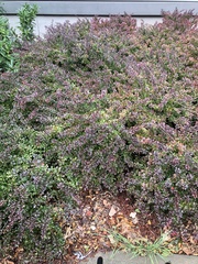 Berberis thunbergii