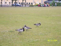 Branta leucopsis
