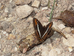 Adelpha corcyra corcyra