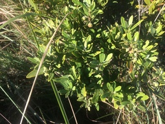 Diospyros pallens